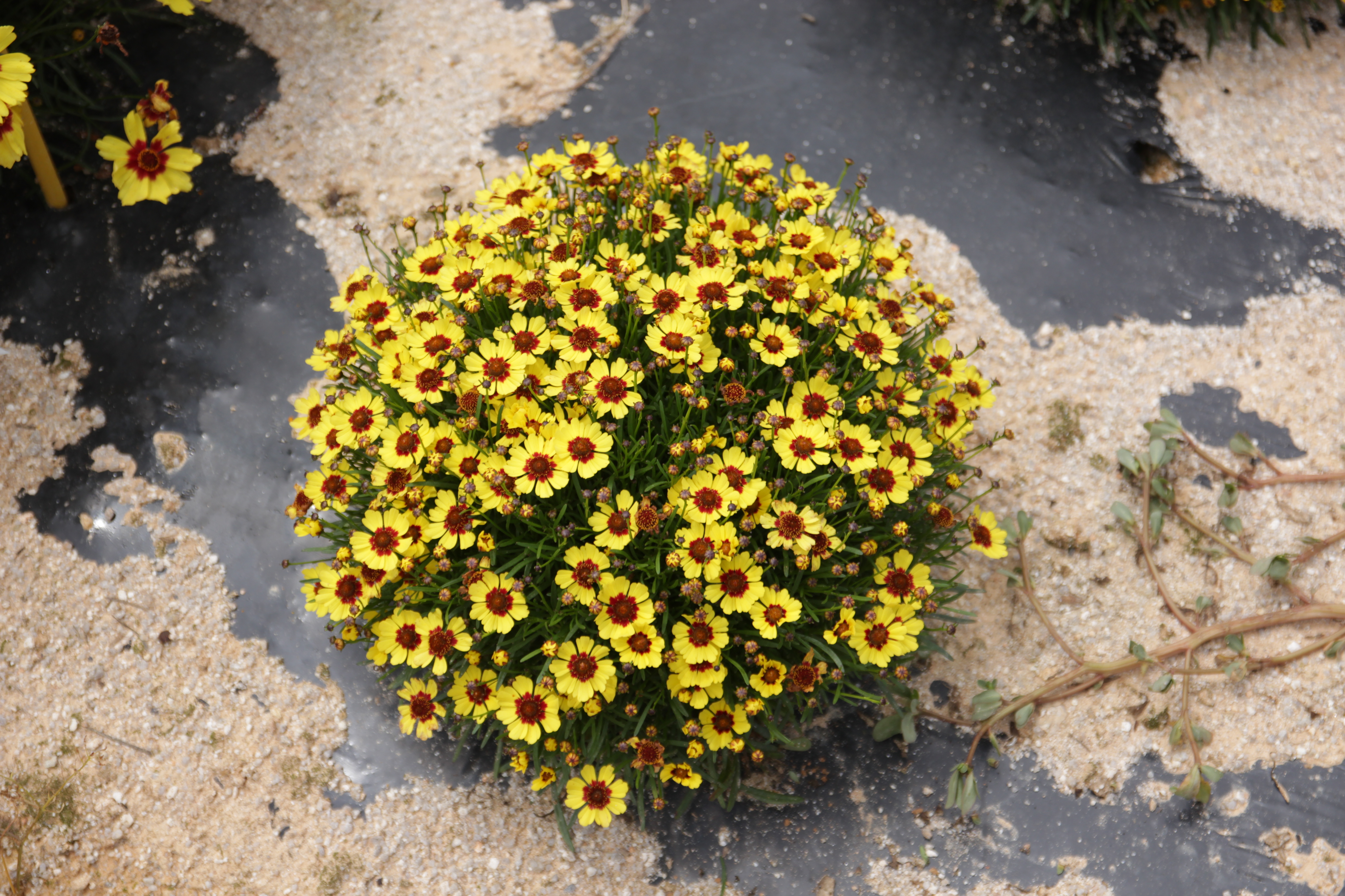 Coreopsis rosea ‘Yellow Ring’
